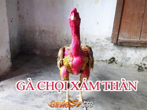 gà chọi Xám Thần